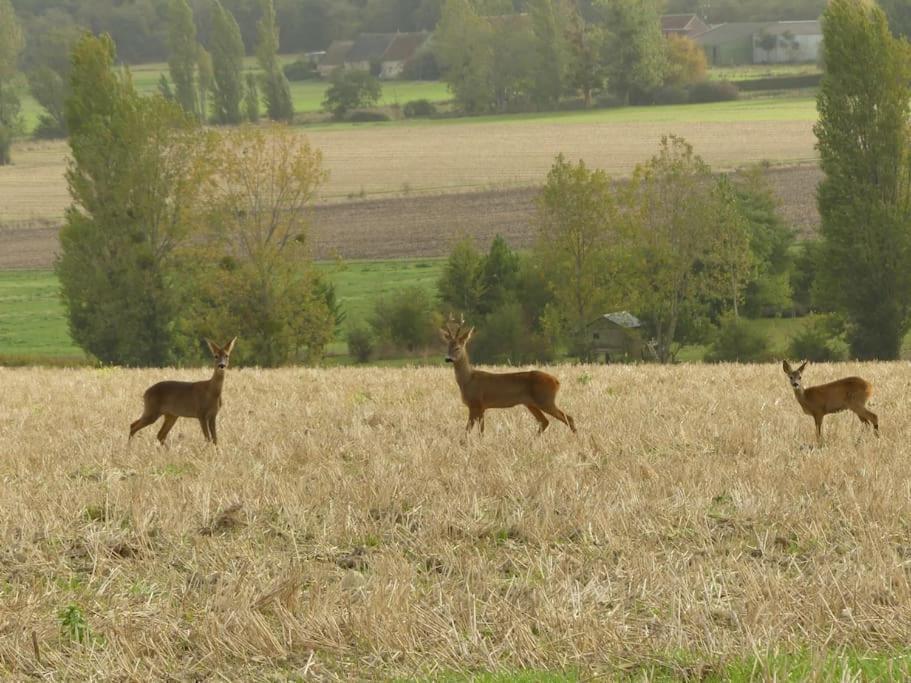 Maison De Bourg Paisible Parcay-sur-Vienne Eksteriør bilde